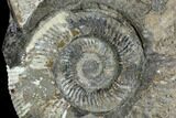 Ammonite In Septarian Nodule - Madagascar #124162-1